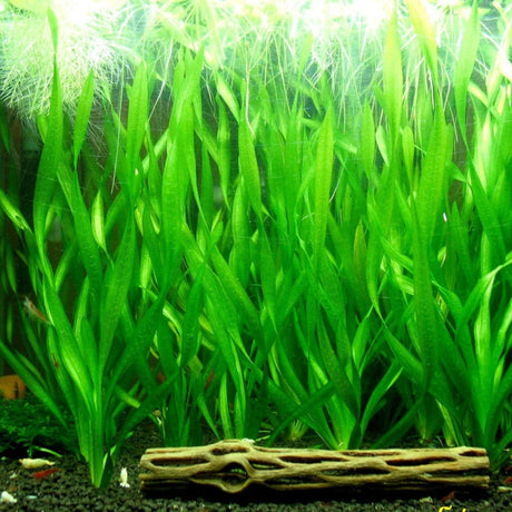 Vallisneria Spiralis ‘Torta’ (Twisted Vallisneria) - The Aquascape Shop