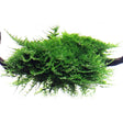 Vesicularia Dubyana 'Christmas' (Christmass Moss) - The Aquascape Shop