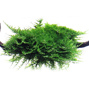 Vesicularia Dubyana 'Christmas' (Christmass Moss) - The Aquascape Shop