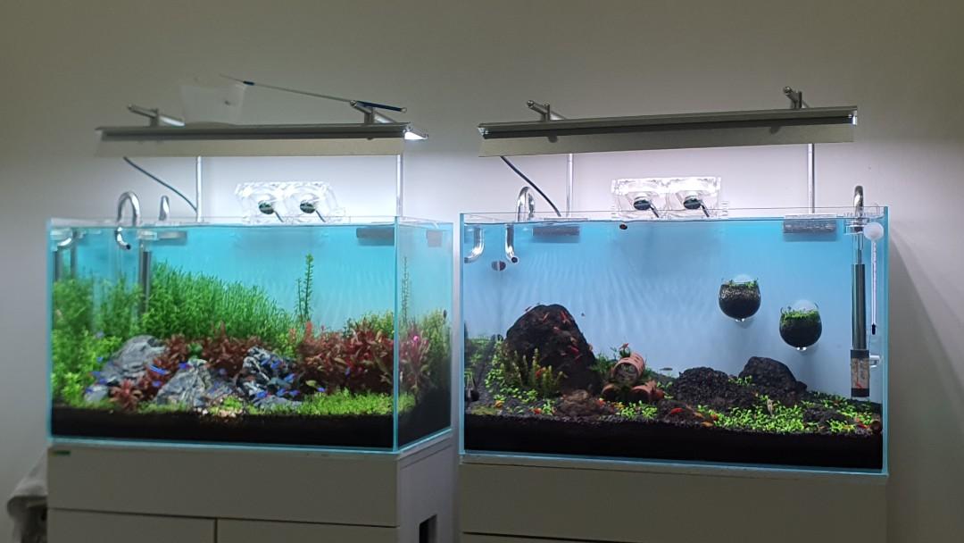 Week Aqua M Series WRGB - UV LED - The Aquascape Shop