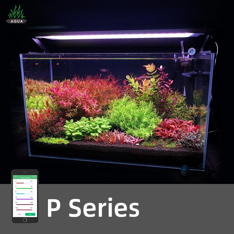 Week Aqua P Series RGB-UV LED 60-80cm | The Aquascape Shop