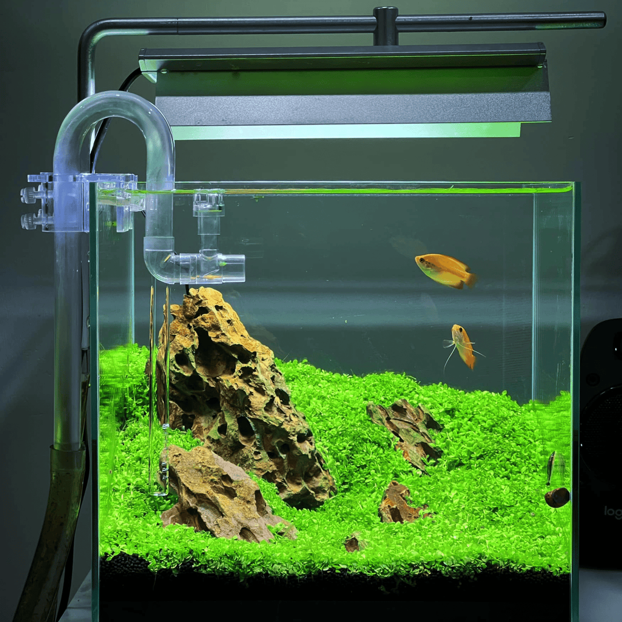 Week Aqua V Series LED - The Aquascape Shop