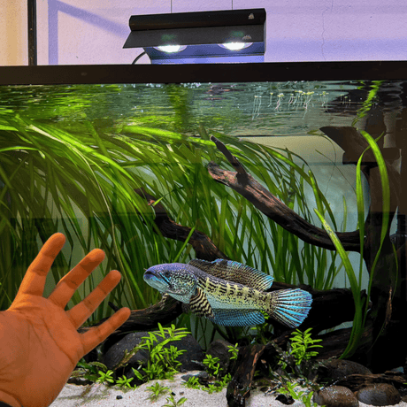 Week Aqua Z250 RGB - UV LED - The Aquascape Shop