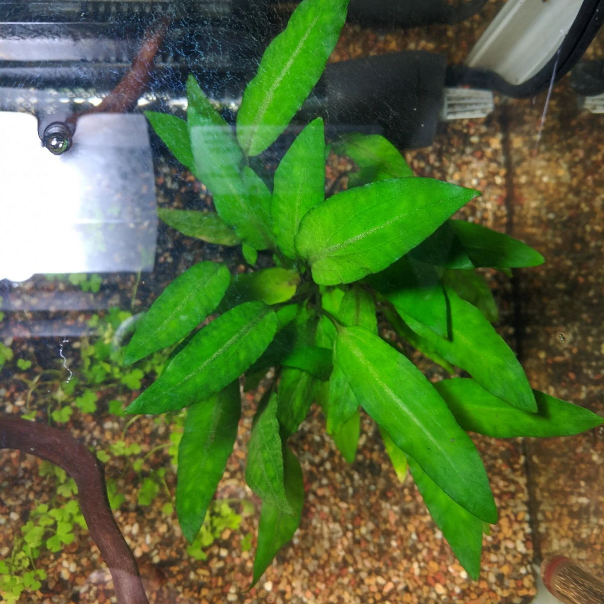 Cryptocoryne Wendtii 'Green Tissue Culture (Aquascaping Essentials)