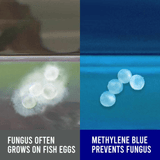 Wunder Methylene Blue 1% - The Aquascape Shop
