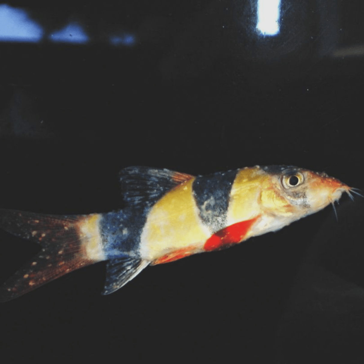 Wunder White Spot Cure - The Aquascape Shop
