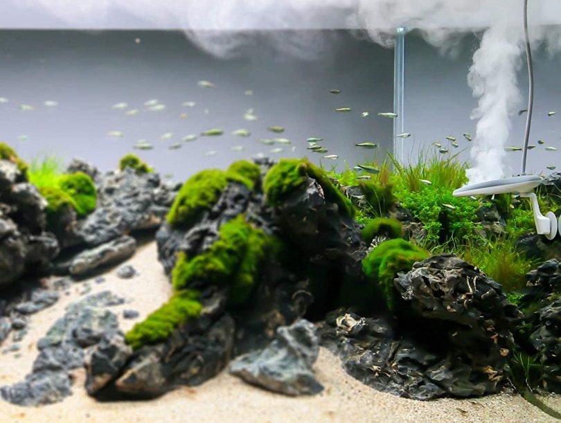 TWINSTAR-Nano-Plus-Aquarium-Algae-Inhibition_Amazon