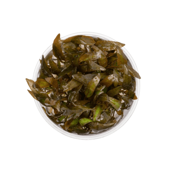 Cryptocoryne Wendtii Brown Tissue Culture